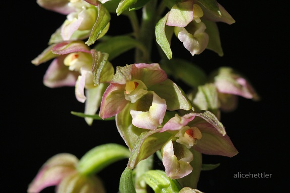 Breitblättrige Stendelwurz (Epipactis helleborine)